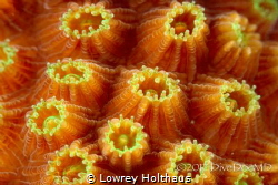 Supermacro image of star coral.  This so clearly demonstr... by Lowrey Holthaus 